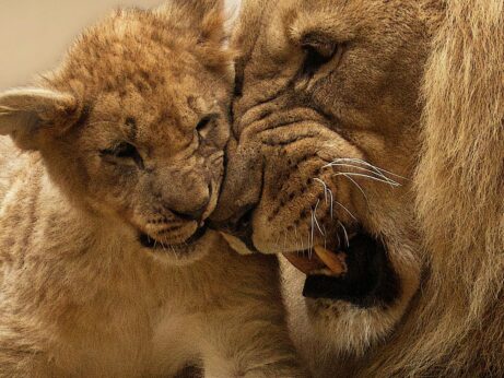 https://www.pexels.com/photo/adult-lion-playing-with-lion-cub-40803/