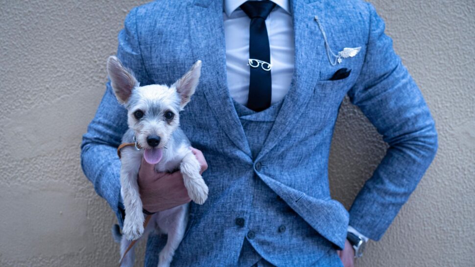 https://www.pexels.com/photo/photo-of-person-holding-puppy-2527850/