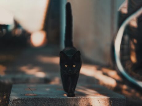https://www.pexels.com/photo/black-cat-walking-on-road-1510543/