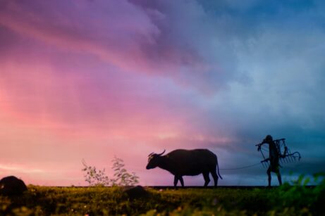 https://www.pexels.com/photo/silhouette-of-man-carrying-plow-while-holding-the-rope-of-water-buffalo-walking-on-grass-field-708798/
