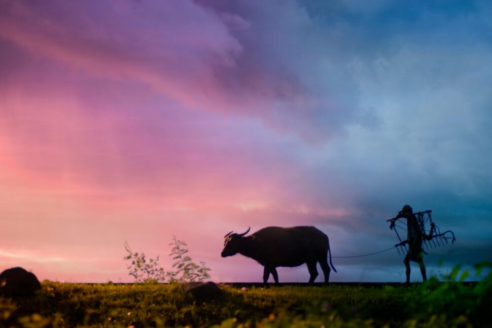 https://www.pexels.com/photo/silhouette-of-man-carrying-plow-while-holding-the-rope-of-water-buffalo-walking-on-grass-field-708798/