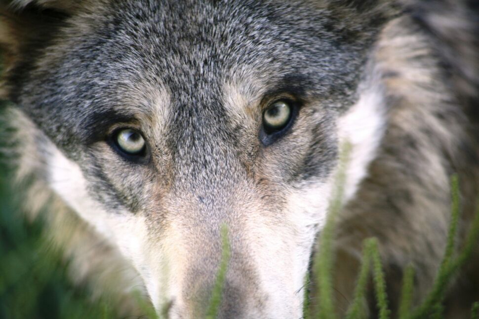 https://www.pexels.com/photo/brown-and-gray-animal-face-in-closeu-p-58862/