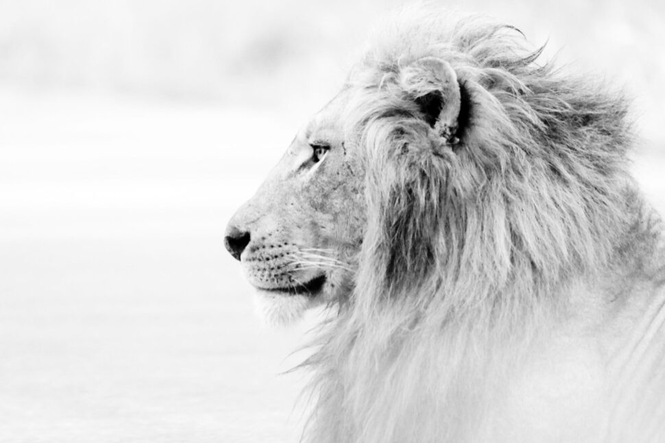 https://unsplash.com/photos/grayscale-photo-of-lion-YpttEdPWpGs